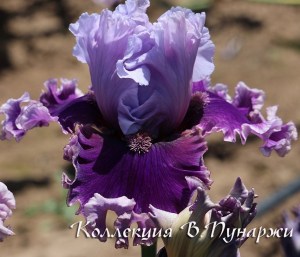 amethyst angel1